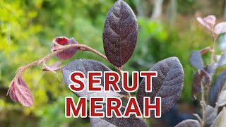 Mengenal Pohon Serut Merah  Chinese Fringe  Loropetalum [upl. by Atwahs880]