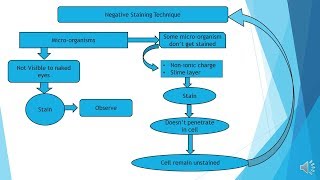 Negative Staining procedure  Microbiology with Sumi [upl. by Stormy]