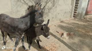 Donkeys are enjoying themselvesdonkey donkeykong youtube youtube donkeykongcountry [upl. by Nielsen989]