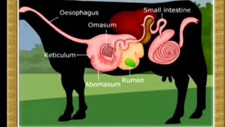 Digestive System of AnimalsMonogastric Ruminant Pseudoruminant and Avian digestive system [upl. by Ilak540]