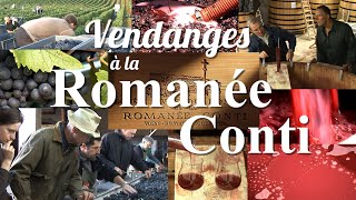 VENDANGES À LA ROMANÉECONTI by LOTEL DU VIN [upl. by Naujud327]