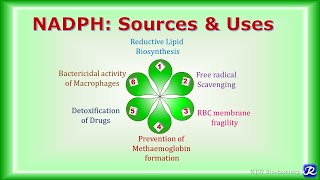 18 NADPH Sources amp Uses  Carbohydrate Metabolism  Biochemistry  NJOY Biochemistry [upl. by Reece]