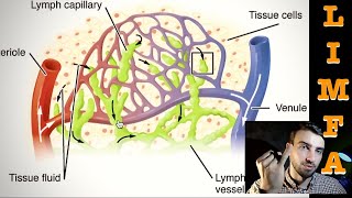 SISTEMUL LIMFATIC ușor de înțeles [upl. by Tremayne585]