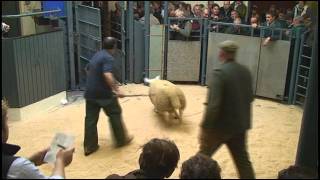 North Country Cheviot Park and Hill Breeding Sheep Sale held at Lockerbie Mart 21092011 [upl. by Zumstein533]