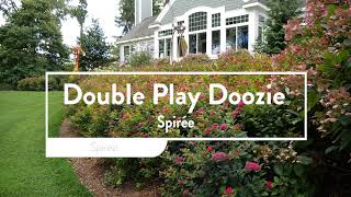 Spirea Double Play Doozie [upl. by Warga550]