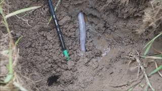 Giant Gippsland Earthworm moving within its underground burrow [upl. by Ecirtnahs]