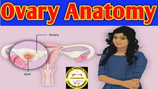 Anatomy of the Ovary  Ovarian ligaments  ovarian cancer  ovarian cancer symptoms [upl. by Falconer]