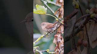 Cute tiny Wren foraging in the Autumn birds [upl. by Nathaniel]