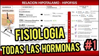 Sistema Endocrino y Fisiología de Glándulas y Hormonas [upl. by Cornwall181]