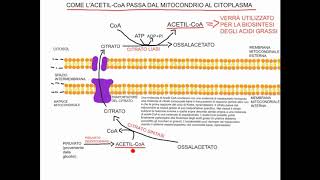 CORSO DI BIOCHIMICA  LEZIONE 36 DI 47  BIOSINTESI DEGLI ACIDI GRASSI  PARTE 4 [upl. by Yeltnerb]