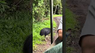 Cassowary in Cairns Australia [upl. by Emlin]