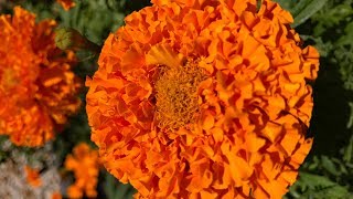 Time lapse of marigold seedlings growing [upl. by Koa]