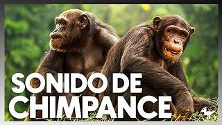 •SONIDO DE CHIMPANCE EN LA VIDA REAL [upl. by Micky]