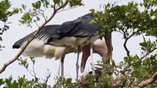 Birds of Uganda  the marabou stork [upl. by Joline]