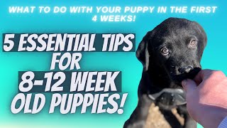 5 Essential Tips For 812 Week Old Puppies [upl. by Elvia317]