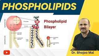 Phospholipis  Lipids  Class 11 Biology  by Dr Bhojoo Mal [upl. by Tatman69]