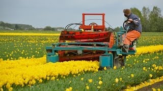 Tulpen koppen  Topping tulips in Holland [upl. by Arsi]