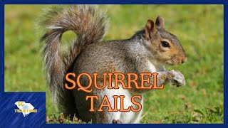 Preserving a Squirrel Tail [upl. by Moorefield]