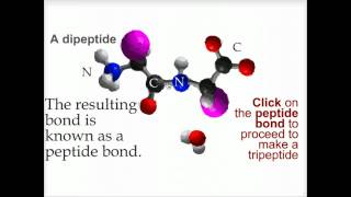 Peptide bond formation  Biofundamentals [upl. by Anneirda]