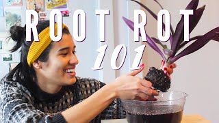 ROOT ROT 101 Causes and Treatment  Saving My Houseplant with Root Rot [upl. by Zadack894]