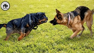 Rottweiler Dog vs German Shepherd Comparison Whos Better [upl. by Llibyc]