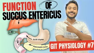 intestinal secretions physiology  succus entericus function  composition of succus entericus [upl. by Christensen638]