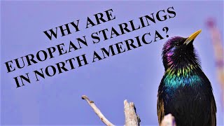 Why are European Starlings in North America [upl. by Edwards]