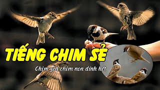 Tiếng chim sẻ mồi chuẩn và tự nhiên nhất dài 60 phút không quảng cáo [upl. by Sabsay345]