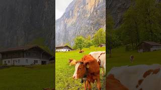 🥰🇨🇭⛰️ travel lauterbrunnen nature [upl. by Elias]