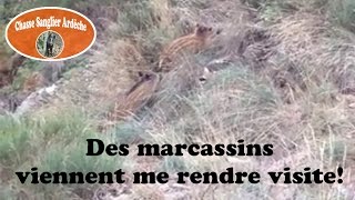 Des marcassins viennent me rendre visite pendant une battue au chevreuil [upl. by Jaban]