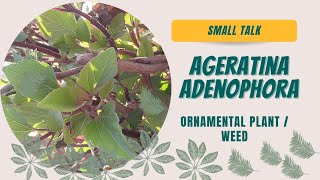 Ageratina adenophora quotrodyara quot [upl. by Vatsug463]