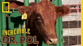 Never Turn Your Back on a Cow  The Incredible Dr Pol [upl. by Sirrad]