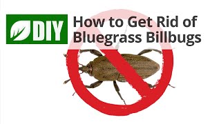 How to Get Rid of Bluegrass Billbugs [upl. by Stiruc290]