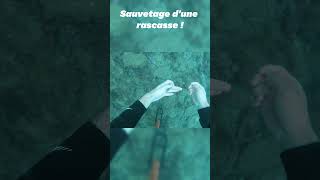 Sauvetage dune rascasse  plongéesousmarine scubadiving asmr [upl. by Domini596]