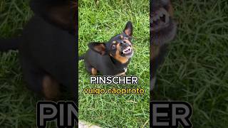 Pinscher um cão super dócil [upl. by Rasmussen]