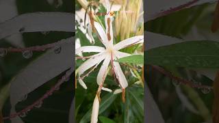 crinum asiaticum flowers gardenhoneybeebeauty of nature happy to see them [upl. by Bartlet]