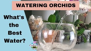 Whats the Best Water for Orchids Hard Soft Distilled Rain or Well Reverse Osmosis [upl. by Ardied]