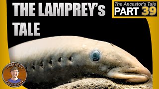 The Lampreys Tale [upl. by Spratt165]