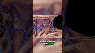 Unlocking Neck Anatomy Understanding the Anterior and Posterior Triangles [upl. by Ellahcim]