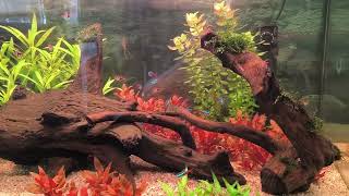 Moje akwarium Film 1 aquarium fishtank akwarium fish ryby akwarystyka hobby art [upl. by Sauers]