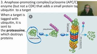 0424 How Cyclins CDKs and APCC Work [upl. by Taite435]