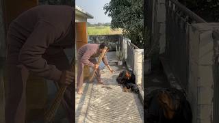 Mother Rottweiler protecting puppies ‼️✅rottweiler security puppies shortsfeed [upl. by Kayla465]