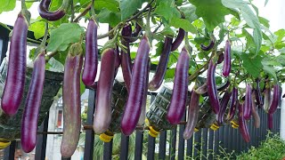 Ive never seen so many Eggplants growing Eggplants at home [upl. by Aliehc]