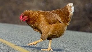 Why Did The Chicken Cross The Road [upl. by Nolyk]