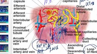 Diuretics and their effects on the kidney [upl. by Oleta]