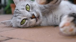 How to Play with Your Cat  Cat Care [upl. by Sherline]