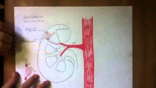 CIRCULACION RENAL [upl. by Anialeh637]