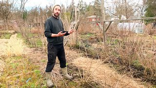 Pruning Elderberries for propagation and access [upl. by Farnham]