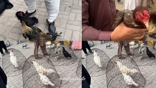 Firdous aseel mandi in viralvideo aseelmurga pigeon peshawar heera aseel [upl. by Lindahl]