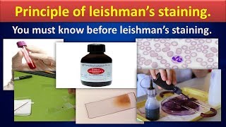 Principle of Leishmans stainingLeishmanstainingHematologyMLSMLTBloodfilmstatining [upl. by Azyl]